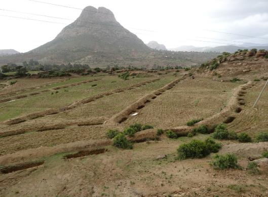 Series of roadside infiltration trenches with bund to intercept additional surface runoff, Tigray, Ethiopia