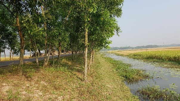 Roadside borrow pit for rice drainage and fishery in Bangladesh