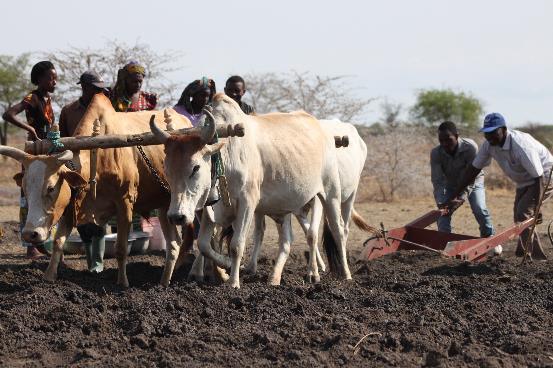 An ox-drawn scoop (locally constructed) is used to remove the soil from the excavation area and dispose it where the embankment will be established