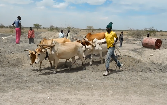 An ox-drawn compactor was built from an old oil drum and is used to compact the embankments